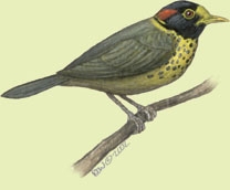 Timaliidae