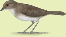 Trichastoma