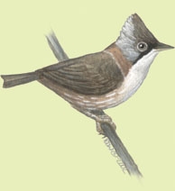 Yuhina