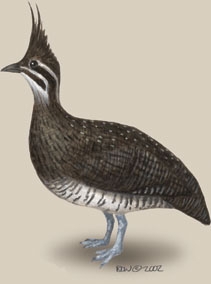 Deuterostomia