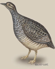 Deuterostomia