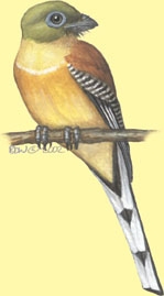 Trogonidae