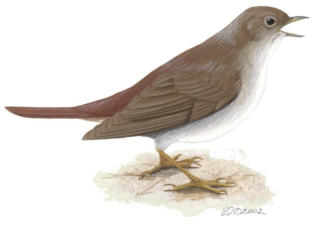 Luscinia_megarhynchos