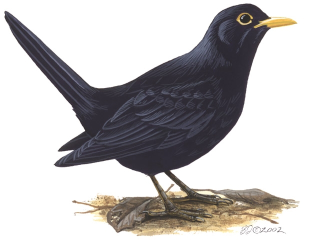 Turdus