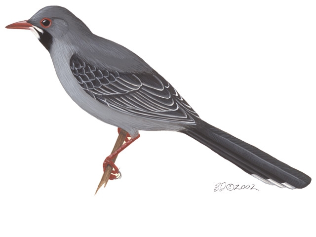 Turdus_plumbeus