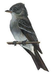 Tyrannidae