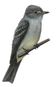 Empidonax_hammondii