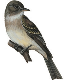 Tyrannidae