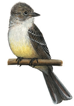 Deuterostomia