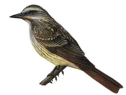 Tyrannidae