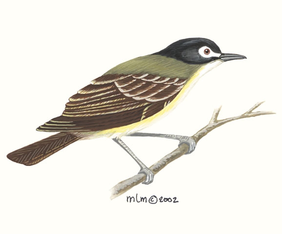 Vireo_atricapillus