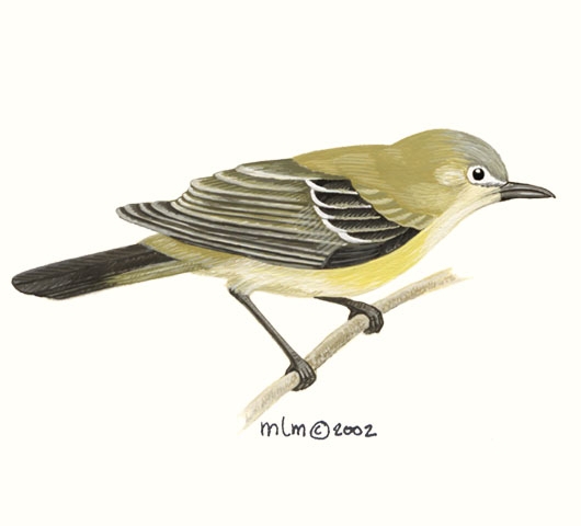 Vireo_bellii