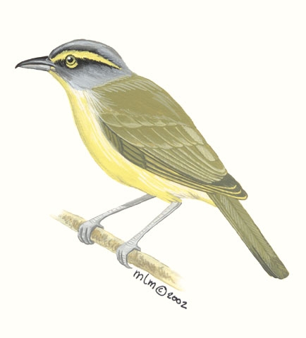 Vireolanius_leucotis