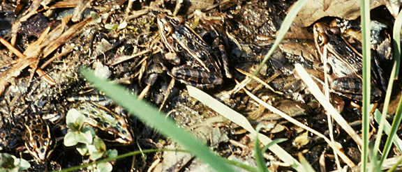 Lithobates pipiens