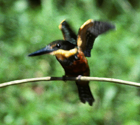 Coraciiformes