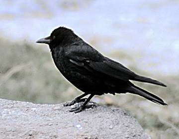 Corvidae