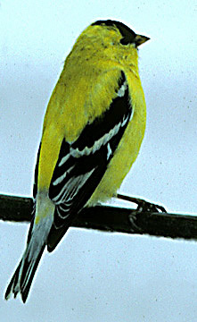 Carduelis tristis