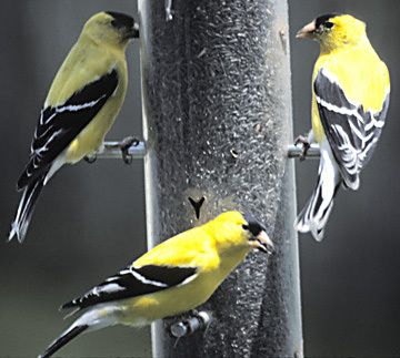 Carduelis tristis