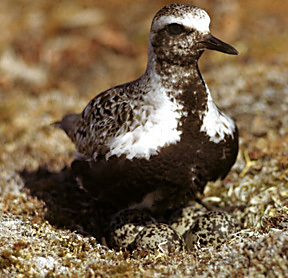 Pluvialis squatarola