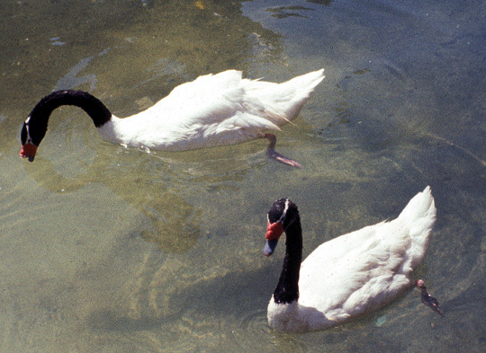 BlackneckedSwans