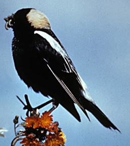 Bobolink