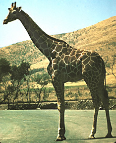 CalGiraffe_C