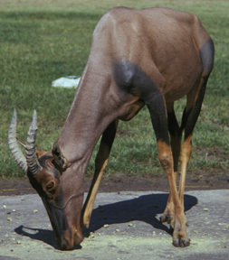 Artiodactyla