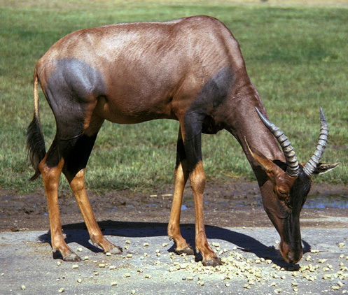 Artiodactyla