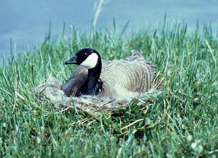 Branta canadensis