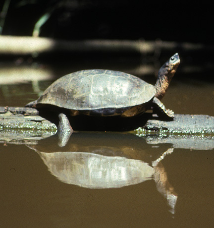 Euteleostomi