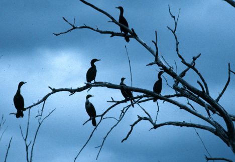 Phalacrocorax auritus