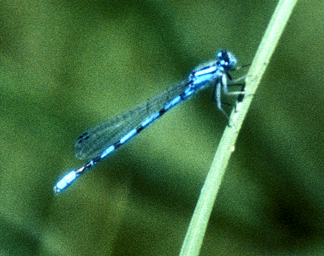 Damselfly1MNMarshall_a