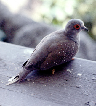 Geopelia cuneata