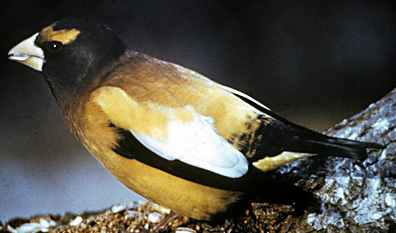 EveningGrosbeak