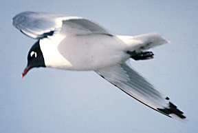 Laridae