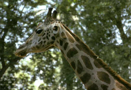 Giraffidae