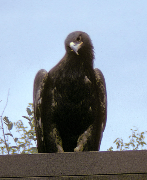 Aquila chrysaetos