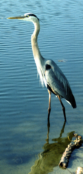 Ciconiiformes