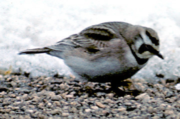 Eremophila alpestris