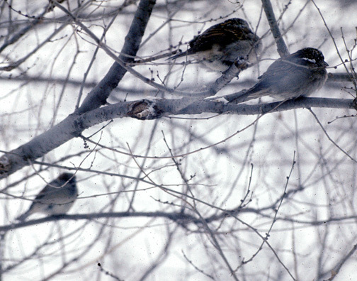 Passer domesticus