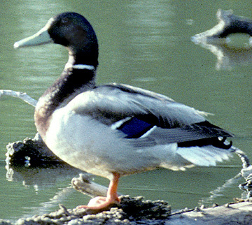 Anatidae