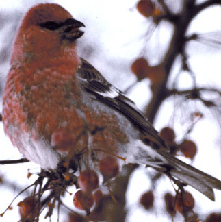 PineGrosbeak2