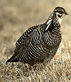 PrairieChicken