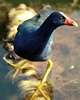 Rallidae