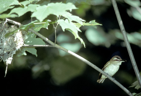 Passeriformes