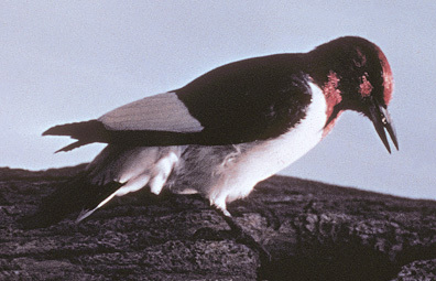 Piciformes