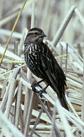 Red_wingedBlackbird_2