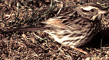 SongSparrow