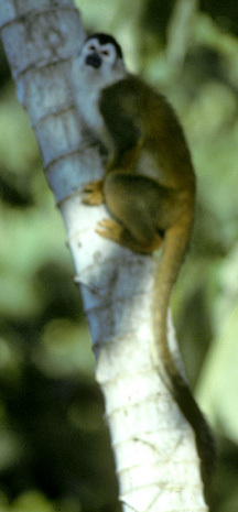 SquirrelMonkey_20