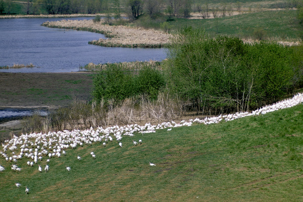 Galliformes